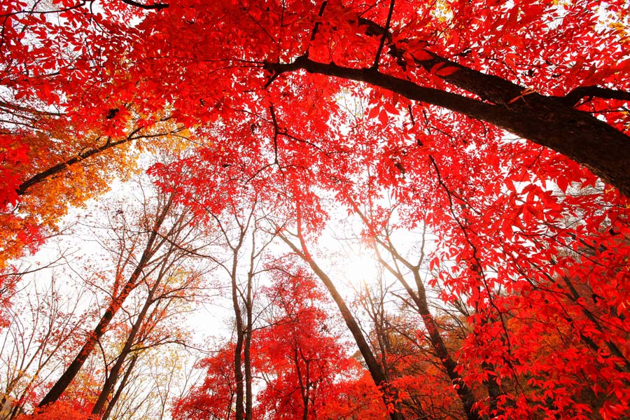 to see red leaves