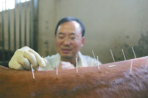 Modern equestrian medicine is falling back to the ancient art of acupuncture. Dr Lawrence Chan is one of two vets using acupuncture to treat horses in competition in Hong Kong. Provided to China Daily
