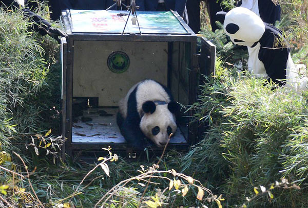 Zhang Xiang takes her first steps into the wild on Wednesday morning at Liziping Nature Reserve in Sichuan province. She was lured out by staff members of the reserve who dressed in panda costumes. The release of Zhang Xiang lasted only two minutes. Provided to China Daily
