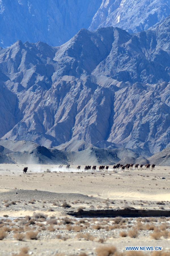 Wild camels appear in Gansu, NW China