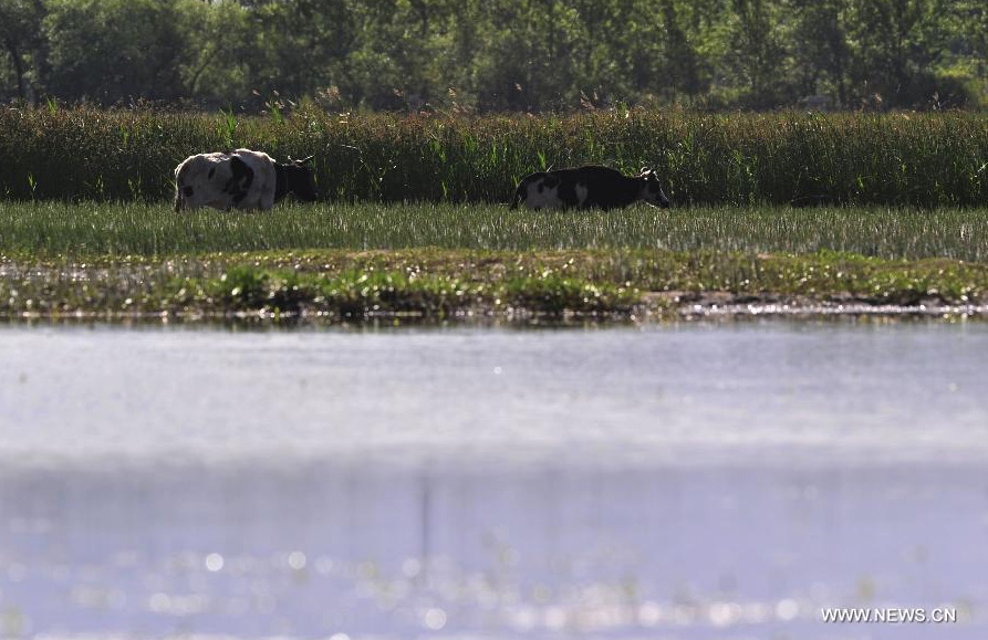 Cattle graze on grass in the Lhalu wetland on the northwest outskirts of Lhasa, capital of southwest China's Tibet Autonomous Region, June 26, 2014. Lhalu wetland, at an altitude of 3,600 meters, is the highest natural wetland in China. [Photo/Xinhua]
