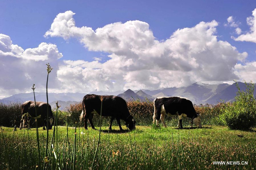 Cattle graze on grass in the Lhalu wetland on the northwest outskirts of Lhasa, capital of southwest China's Tibet Autonomous Region, June 26, 2014. Lhalu wetland, at an altitude of 3,600 meters, is the highest natural wetland in China. [Photo/Xinhua]