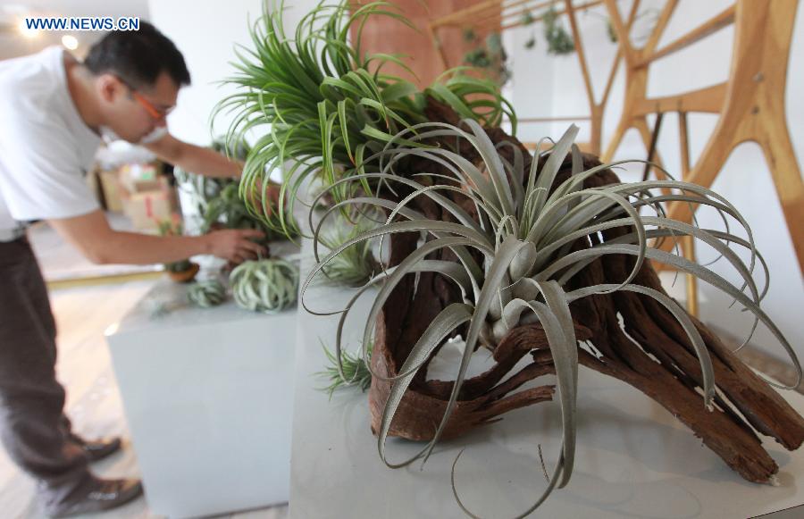 A member of staff decorates the booth of a succulent plant exhibition in Shanghai, east China, July 3, 2014. The first Shanghai succulent plant exhibition will kick off on July 4. [Photo/Xinhua]