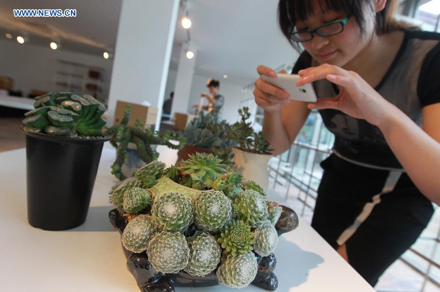 A woman takes photos of a succulent plant during an exhibition in Shanghai, east China, July 3, 2014. The first Shanghai succulent plant exhibition will kick off on July 4. [Photo/Xinhua]