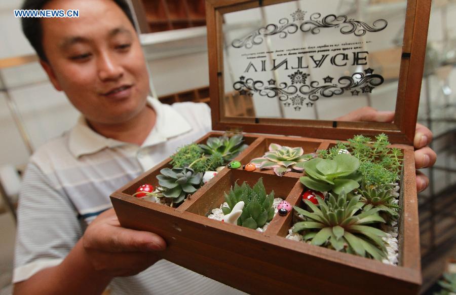 A man shows a collection of succulent plants in Shanghai, east China, July 3, 2014. The first Shanghai succulent plant exhibition will kick off on July 4. [Photo/Xinhua]