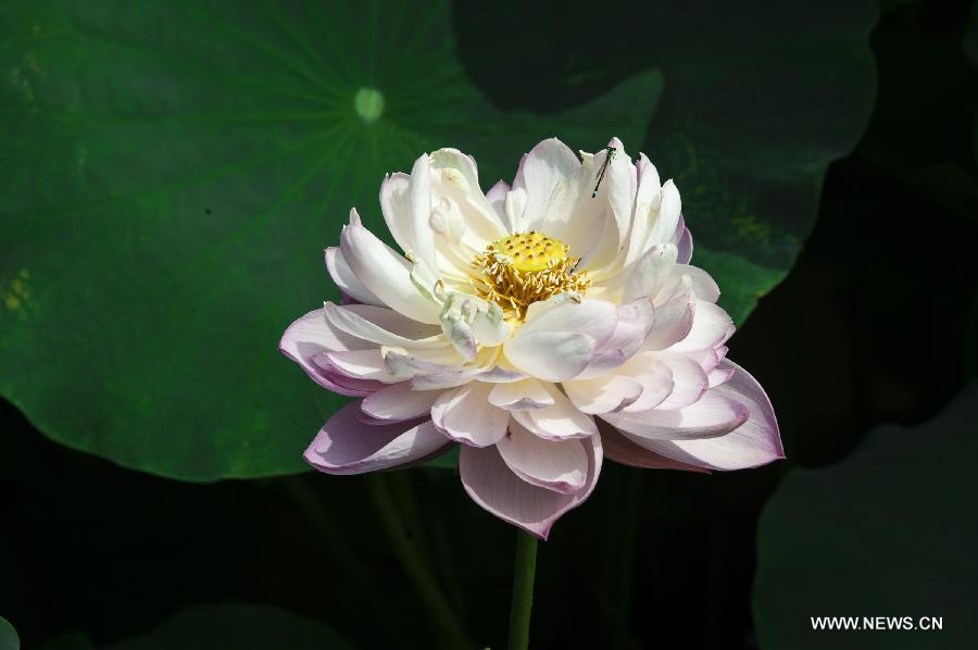 Photo taken on July 8, 2014 shows lotus flowers during the 28th National Lotus Flowers Exhibition at Jinhu County in Huai'an, east China's Jiangsu Province. [Photo/Xinhua]