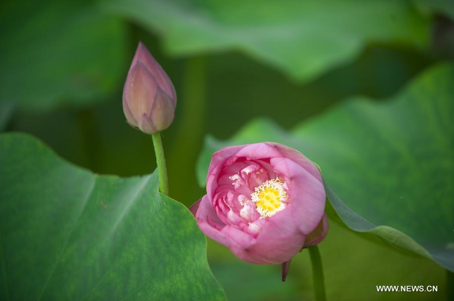 Photo taken on July 8, 2014 shows lotus flowers during the 28th National Lotus Flowers Exhibition at Jinhu County in Huai'an, east China's Jiangsu Province. [Photo/Xinhua]