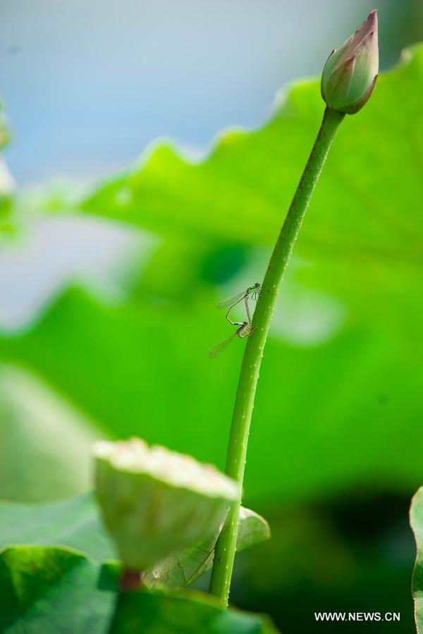 Two dragonflies rest on a budding lotus flower during the 28th National Lotus Flowers Exhibition at Jinhu County in Huai'an, east China's Jiangsu Province, July 8, 2014. [Photo/Xinhua]