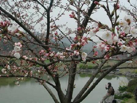 Wuhan Cherry Blossom Festival